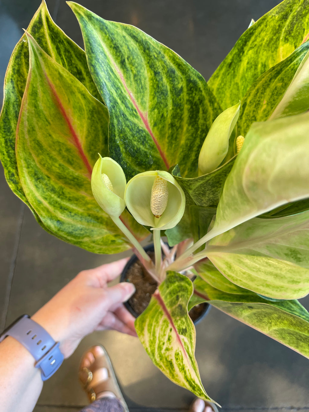 aglaonema golden papaya care Aglaonema Golden Papaya Fluorite