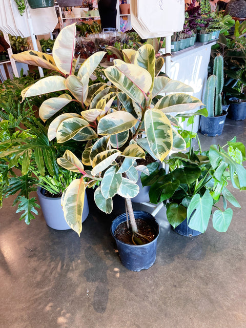 Ficus Elastica Tineke