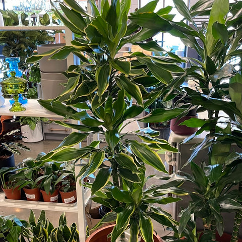 Dracaena Moonlight Steudneri Cane