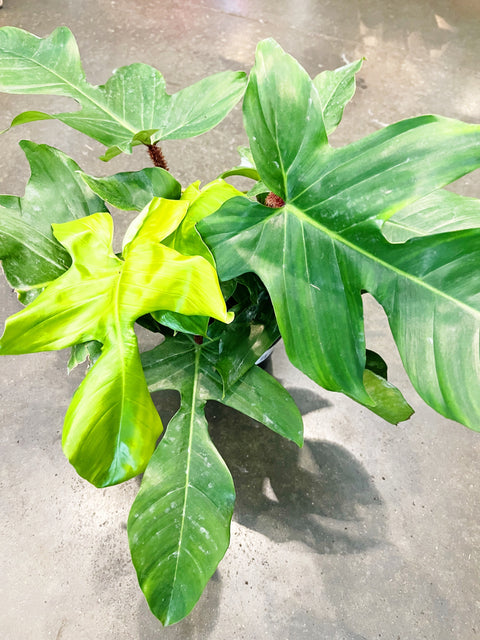 Philodendron Squamiferum