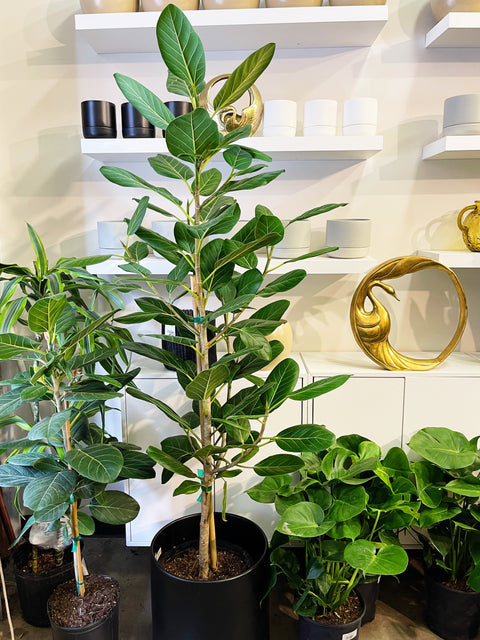 Ficus Audrey