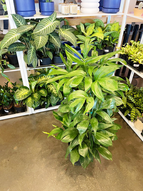 Rhaphidophora Decursiva "Dragon Tail" Trellis