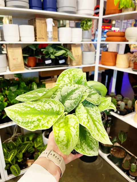 Scindapsus Exotica
