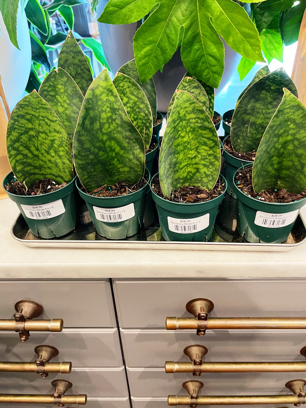 Sansevaria Victoria – Jungle & Loom