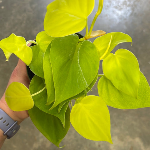 Philodendron Lemon Lime