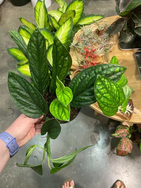 Monstera Peru
