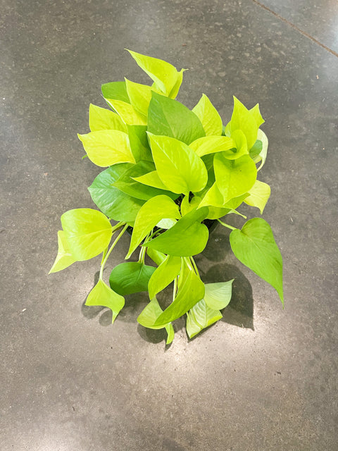 Pothos Neon