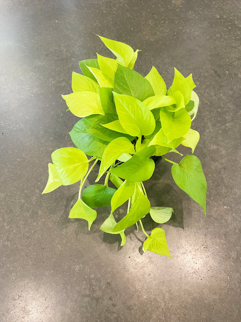 Pothos Neon
