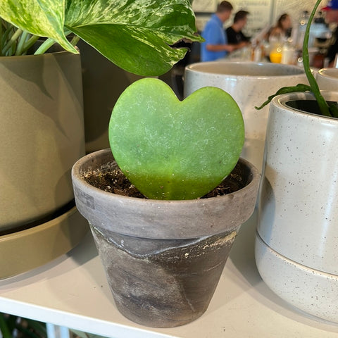 Hoya Kerrii
