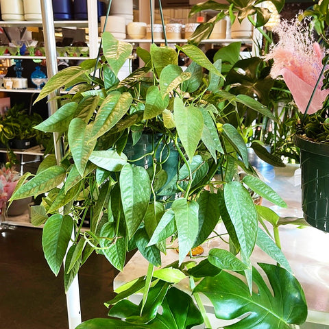 Pothos Cebu Blue
