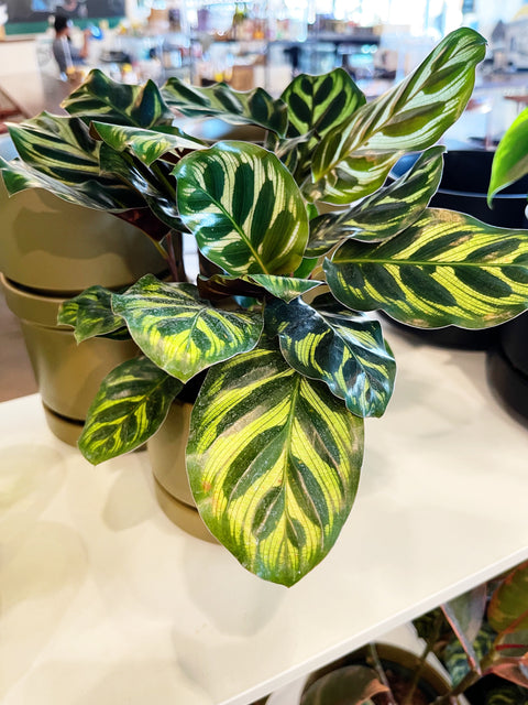 Calathea Makoyana