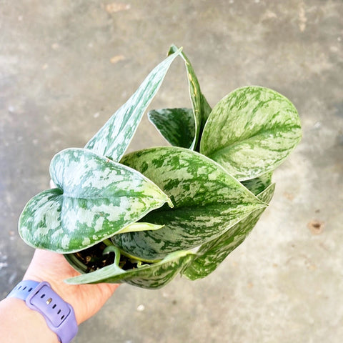 Scindapsus Exotica