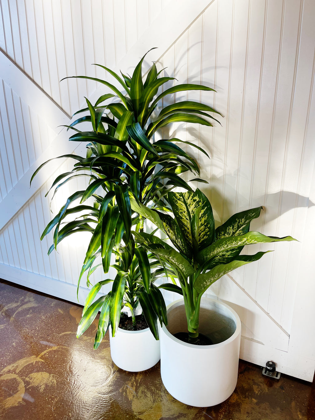 Dracaena Hawaiian Sunshine – Jungle & Loom