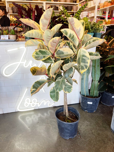 Ficus Elastica Tineke