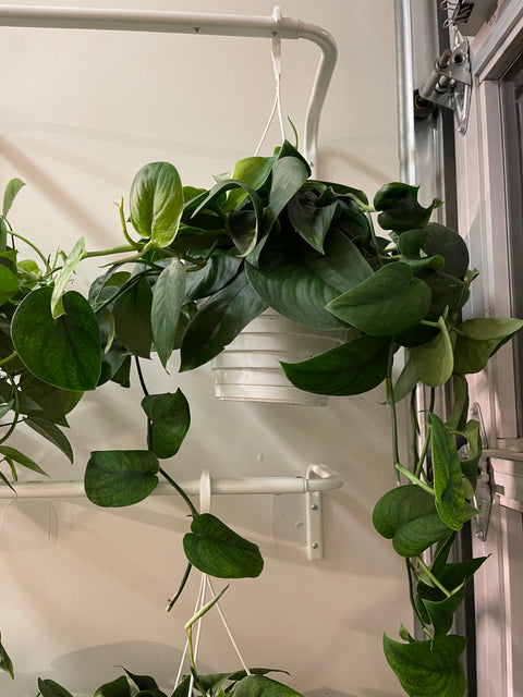Scindapsus Green Satin