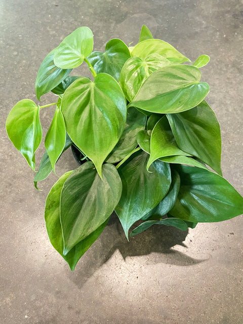 Philodendron Cordatum