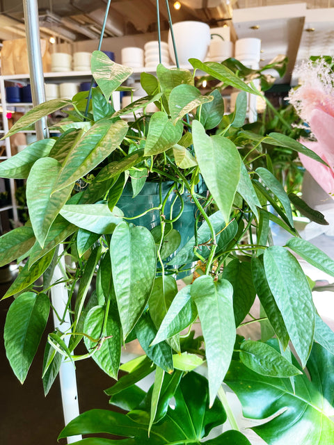 Pothos Cebu Blue