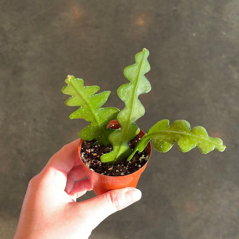 Epiphyllum Fishbone Cactus (Jungle Cactus)