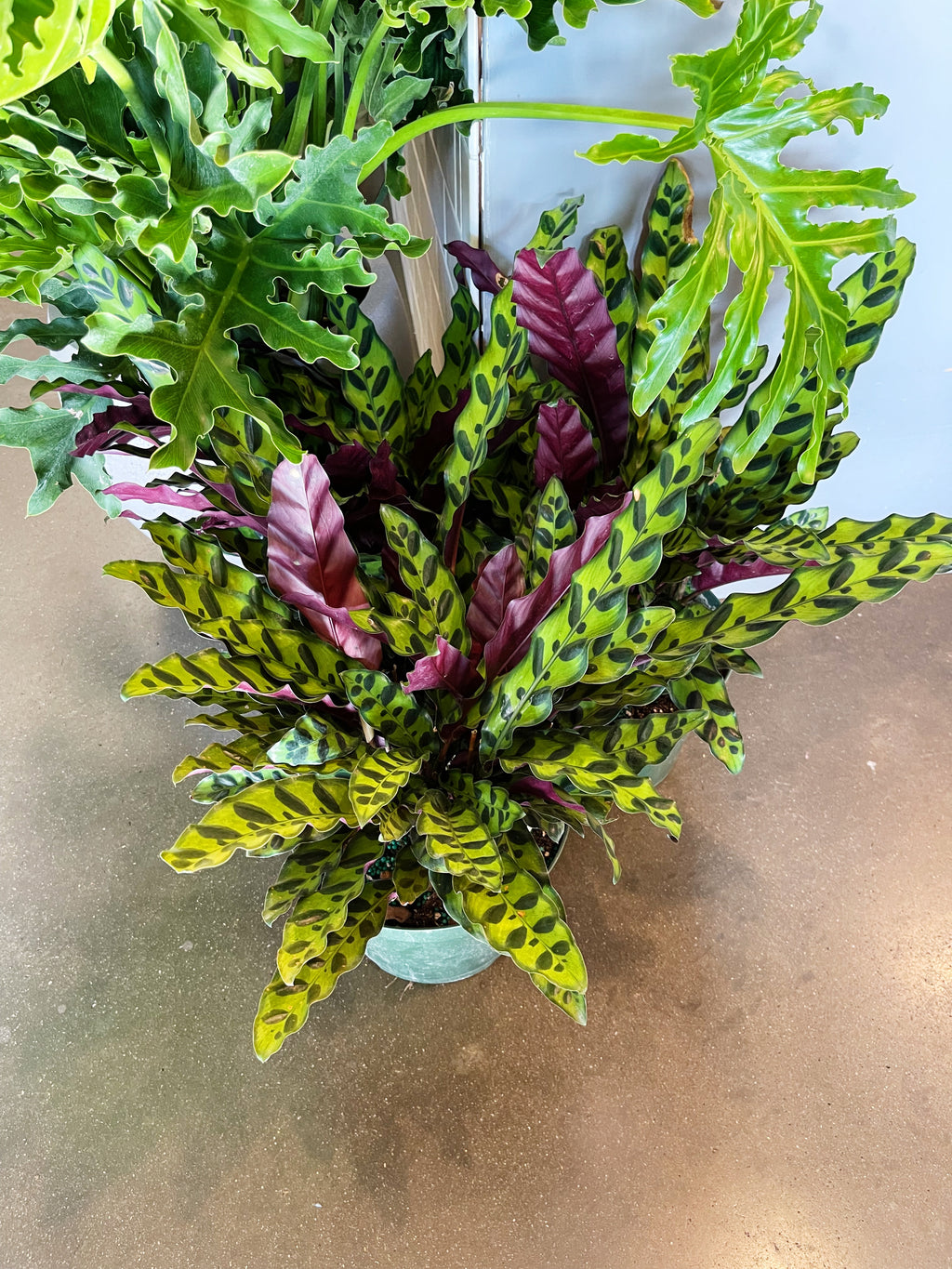 Calathea Lancifolia – Jungle & Loom