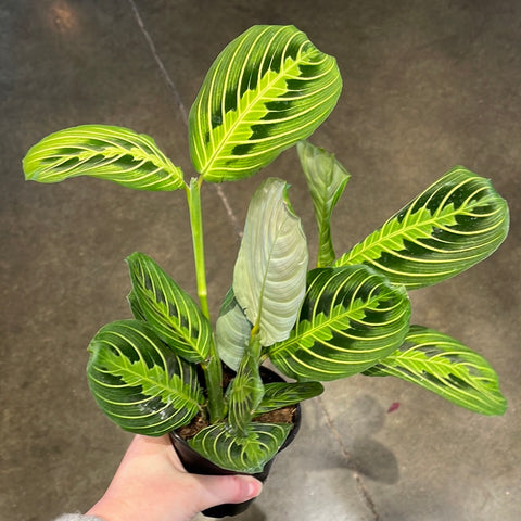 Maranta Lemon Lime