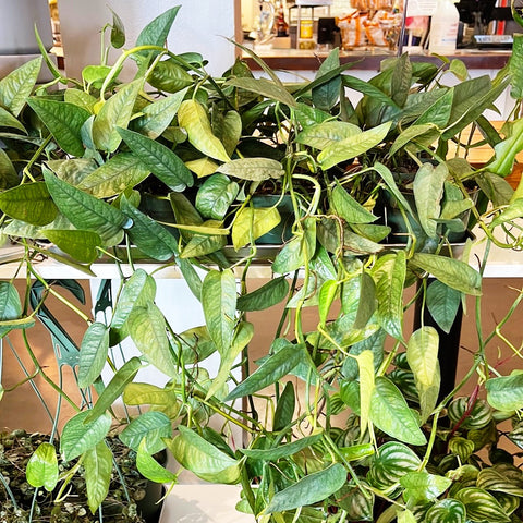 Pothos Cebu Blue