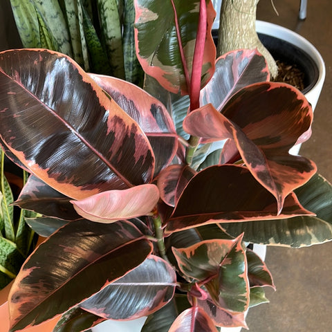 Ficus Elastica Ruby