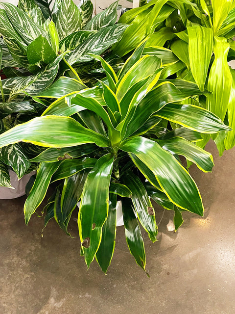 Dracaena Art Cane
