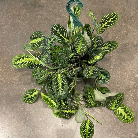 Maranta Lemon Lime