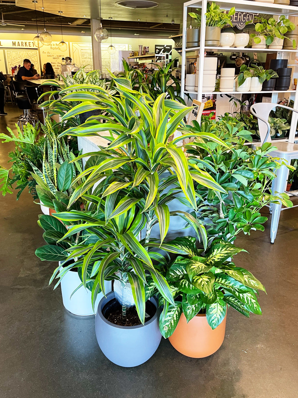 dracaena goldstar Dracaena Gold Star Cane – Jungle & Loom