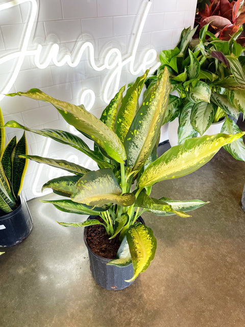 Dieffenbachia Panther
