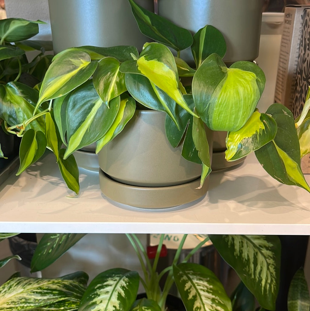 philodendron brasil small leaves Philodendron Brasil