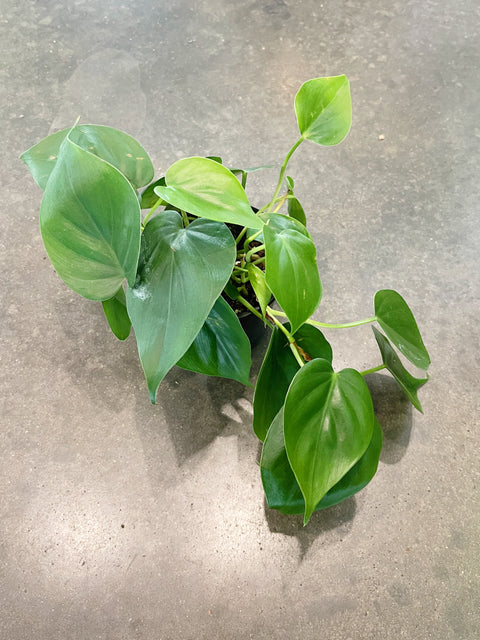 Philodendron Cordatum