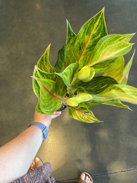 Aglaonema Golden Papaya Fluorite