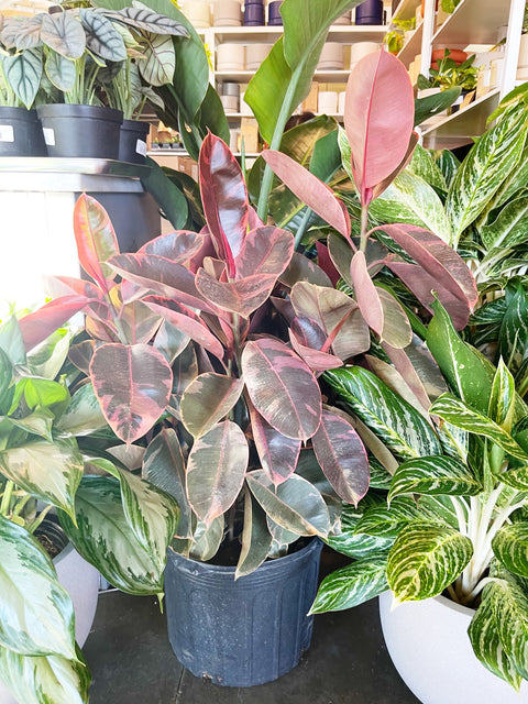 Ficus Elastica Ruby