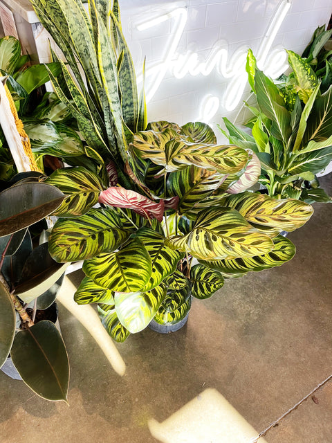 Calathea Makoyana