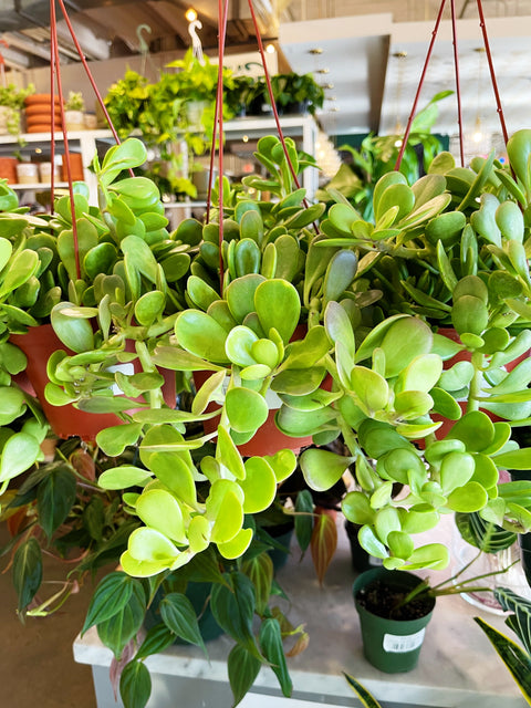 Trailing Crassula Jade Hanging Baskets