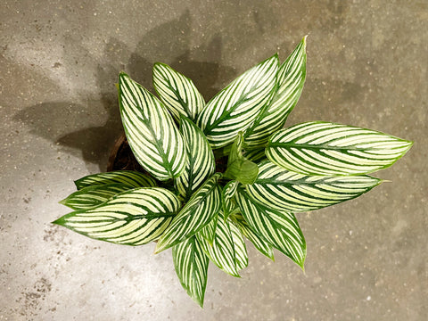 Calathea Vittata