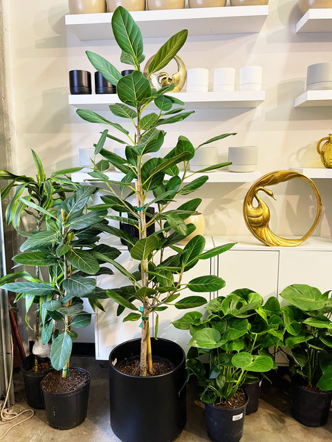 Ficus Audrey