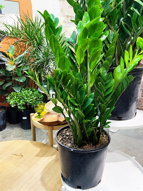 ZZ Plant
