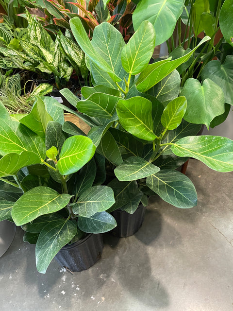 Ficus Audrey
