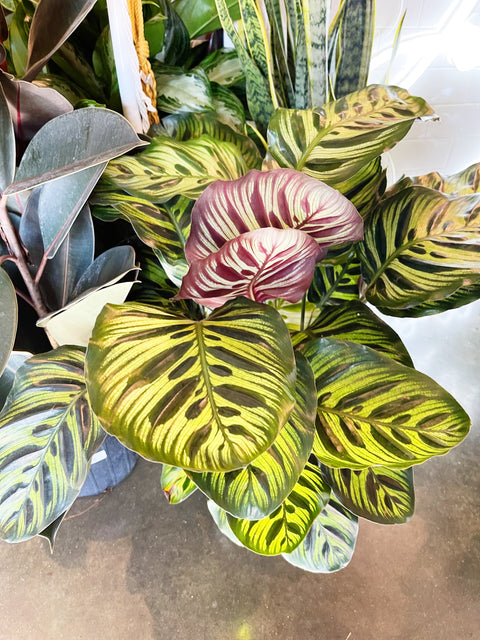 Calathea Makoyana
