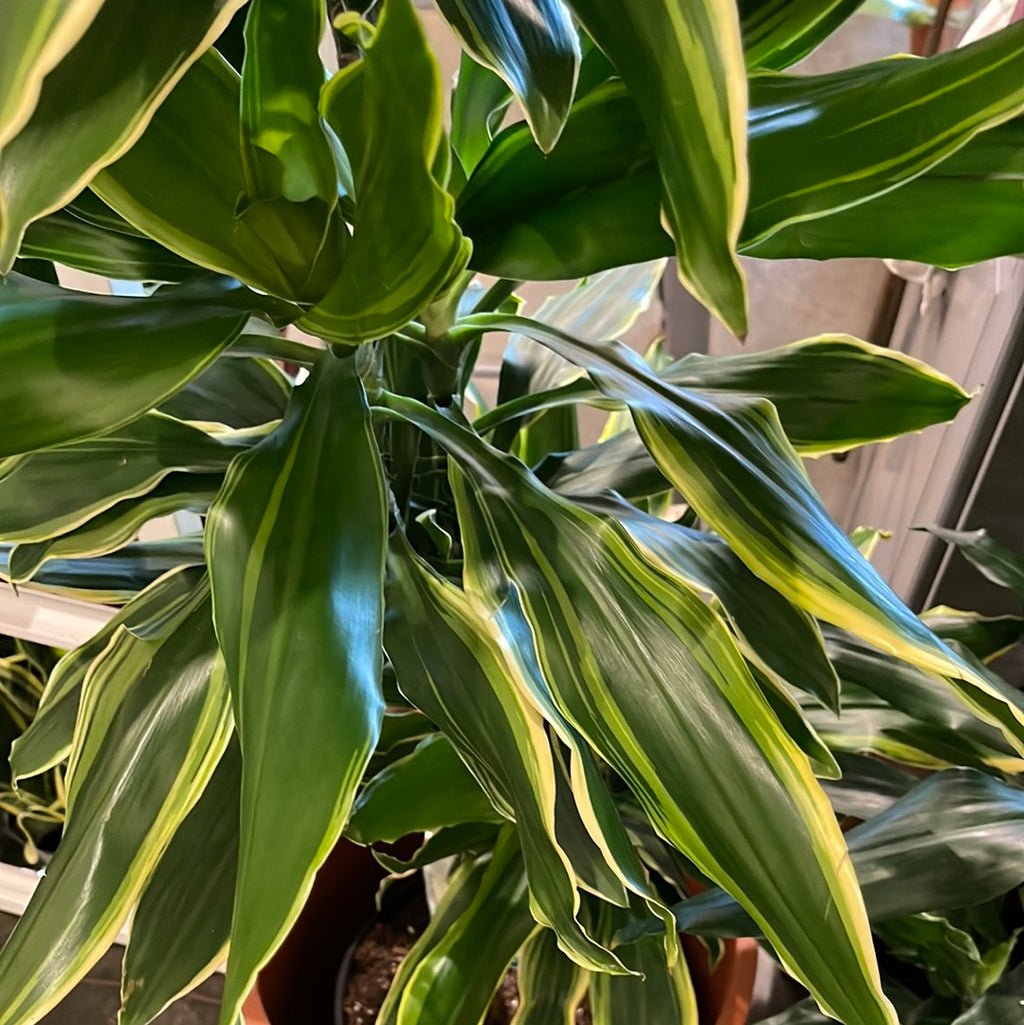 Dracaena Moonlight Steudneri Cane – Jungle & Loom