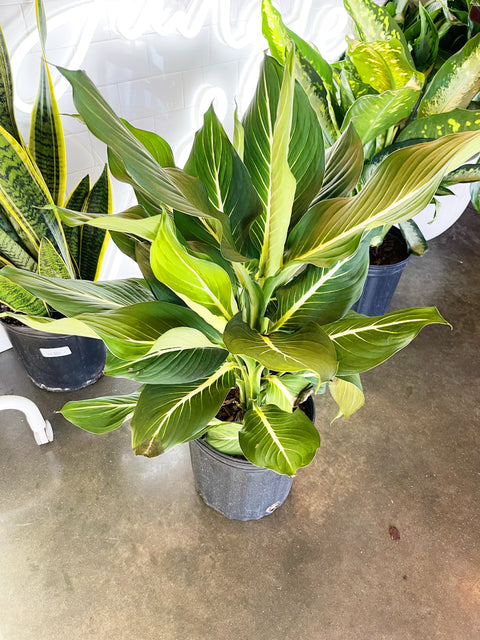 Dieffenbachia Sterling