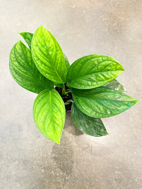 Monstera Peru
