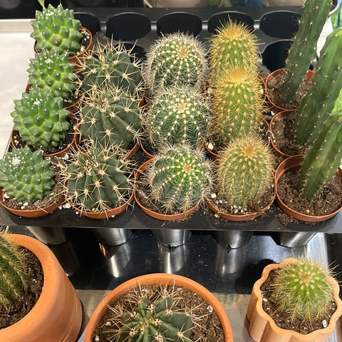 Assorted Cactus