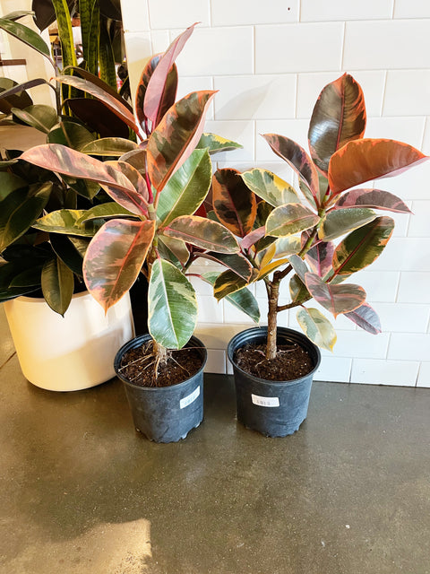 Ficus Elastica Ruby