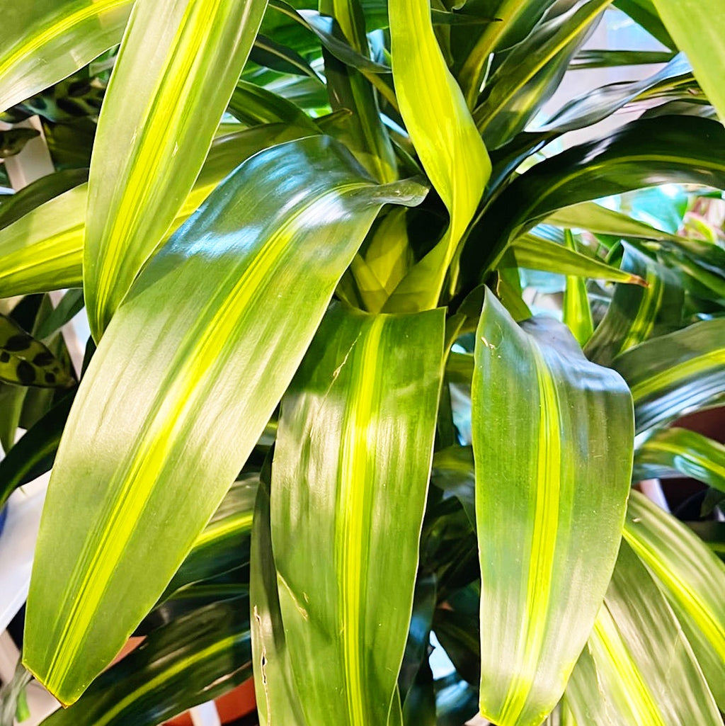 Dracaena Hawaiian Sunshine – Jungle & Loom