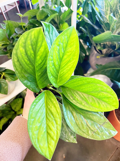 Monstera Peru