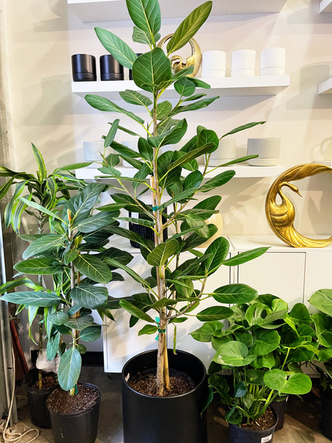 Ficus Audrey