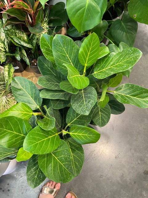 Ficus Audrey